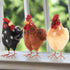 Primitive Farmhouse 3 pc Felt Chickens 4.5" - The Primitive Pineapple Collection