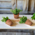 Primitive Farmhouse Spring Assorted Herbs Window Sill Plants 3 pc - The Primitive Pineapple Collection