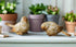 Primitive Farmhouse Vintage Look 2pc Weather Bird Figurines - The Primitive Pineapple Collection