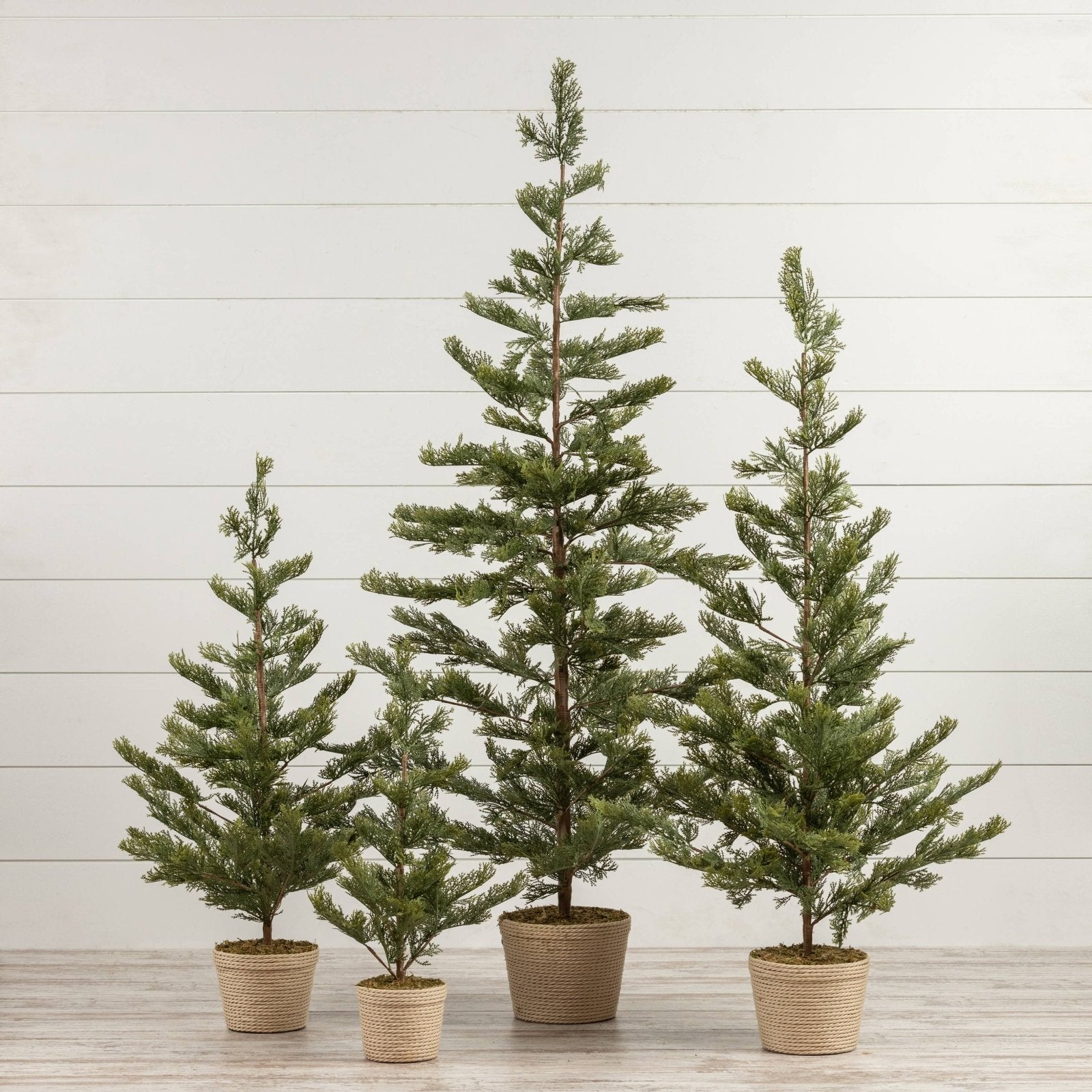 Primitive Ragon House 23.75" Rustic Pine Tree in Braided Pot - The Primitive Pineapple Collection