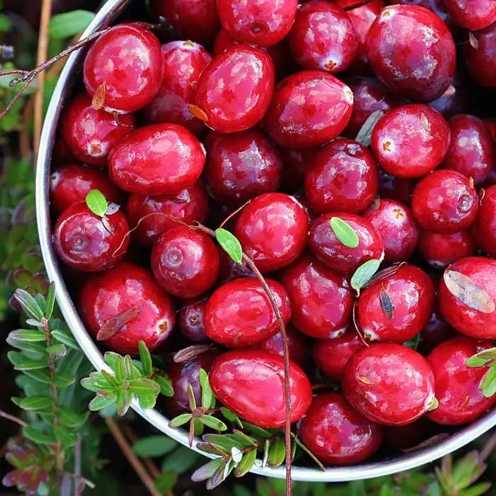 Handcrafted USA Holiday Cranberry Relish Potpourri - The Primitive Pineapple Collection