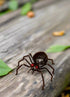 Primitive Halloween Recycled Metal Black Spooky Spider 4.5" - The Primitive Pineapple Collection