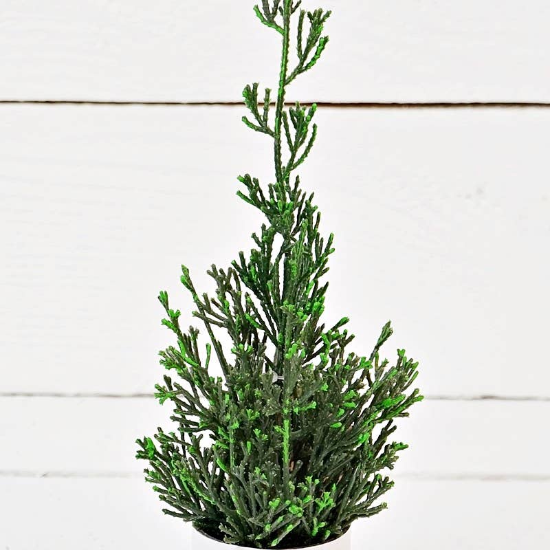 Primitive Farmhouse Christmas Cypress Tree in Fresh Cut Tin Pot 12.5" - The Primitive Pineapple Collection