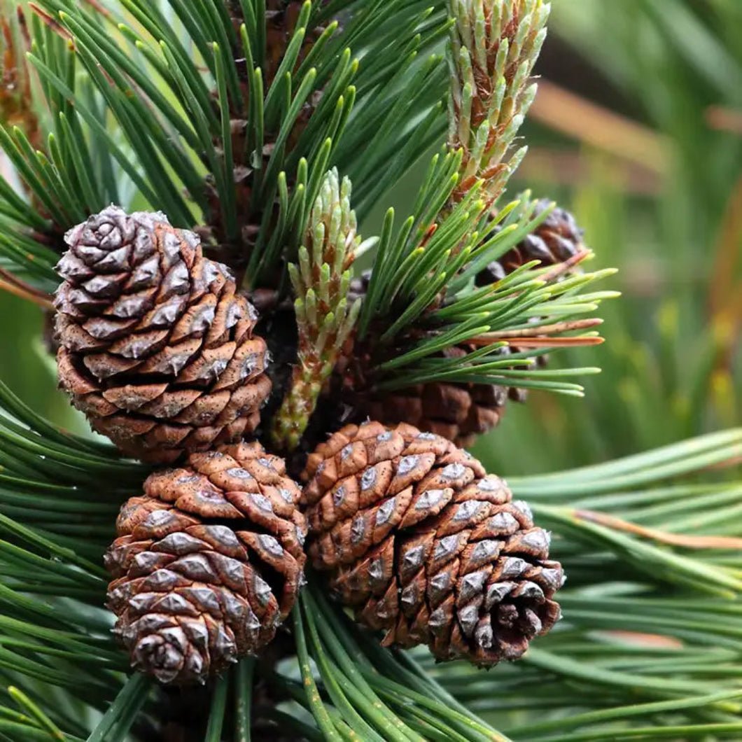 Handcrafted USA Holiday Enchanted Pine Forest Potpourri - The Primitive Pineapple Collection