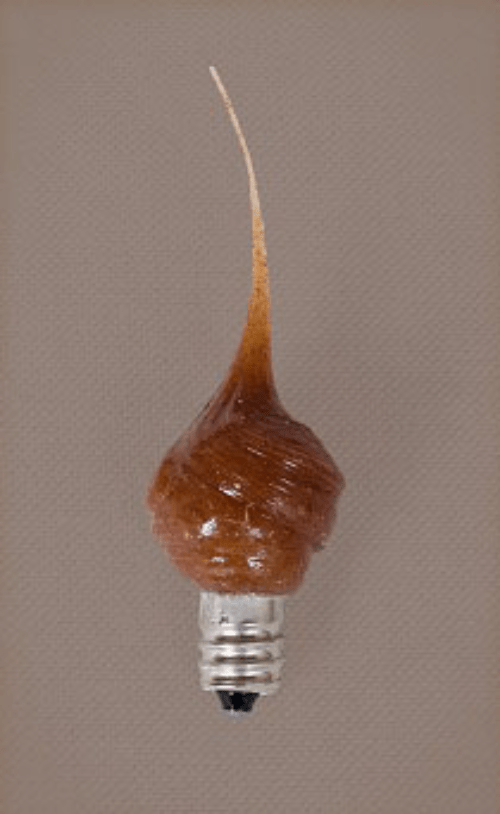 Primitive/Farmhouse 3 watt Cinnamon Scent Silicone Tiny 1/2&quot; Light Bulb - The Primitive Pineapple Collection