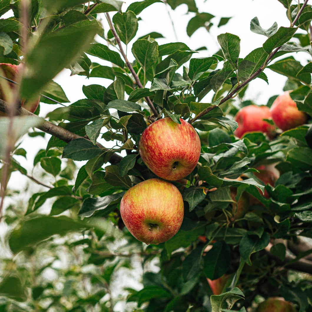 Handcrafted USA Farmhouse Apple Orchard Potpourri
