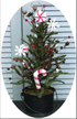 Rustic Christmas 18" Candy Shop Tree with Berries in Pail - The Primitive Pineapple Collection