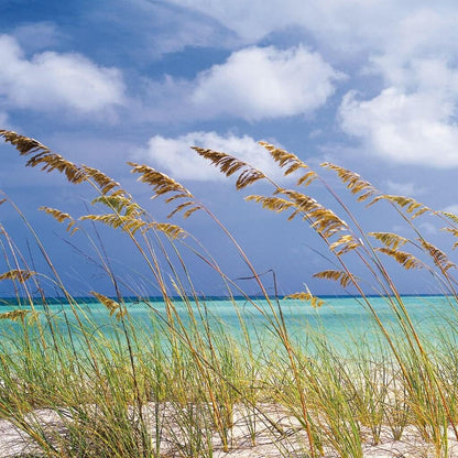 Handcrafted USA Farmhouse Ocean Breeze Potpourri w/Rosehips - The Primitive Pineapple Collection