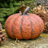 Primitive/Country Halloween Fall 5.75” Orange Short Pumpkin Ragon House - The Primitive Pineapple Collection