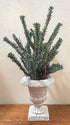 Primitive Christmas White Crackle Urn w/ Greens red Pip Berries 12" H - The Primitive Pineapple Collection